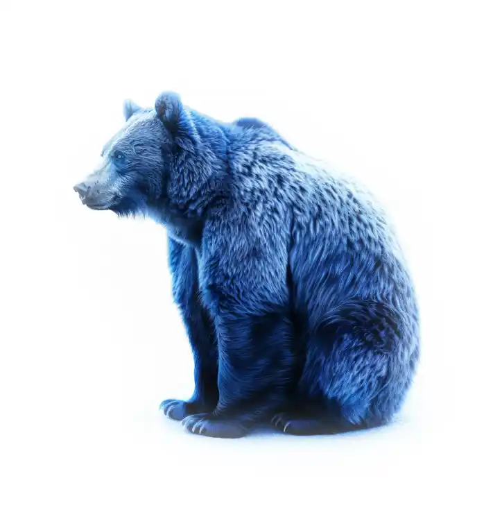 A blue bear